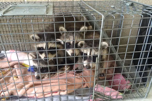 Westchester Department of Health shared this photo of the raccoons